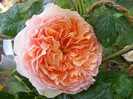 Abraham Darby