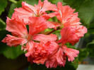 DSCN1489
