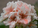 DSCN1474