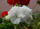 DSCN1479