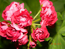 DSCN1433