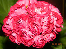 DSCN1432
