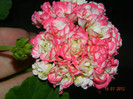 Appleblossom Rosebud