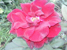 Photo0473