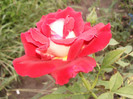 ossiria