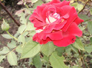 ossiria