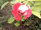 ossiria