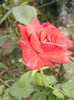 baccara