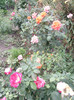 Photo0483