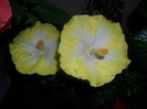 Hibiscus Emily