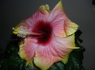 Hibiscus Tahitian Quinn