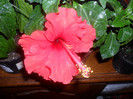 Hibiscus Dione