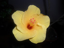 Hibiscus Cairo Yelow