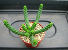 Euphorbia inermis