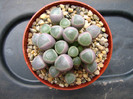 Fenestraria rhopalophylla