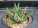 Haworthia pumila