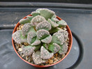 Titanopsis calcarea