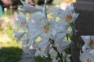 florile mele 008