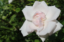 florile mele 009