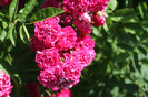 florile mele 012