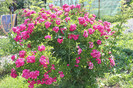 florile mele 013