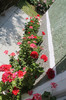florile mele 014