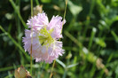 florile mele 015