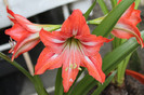 florile mele 016