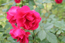 florile mele 022