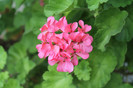 florile mele 023