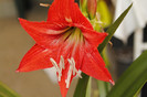 florile mele 025