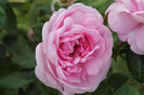 florile mele 027