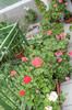 florile mele 035