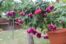 florile mele 045
