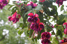 florile mele 047