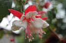 florile mele 049