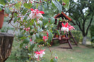 florile mele 050