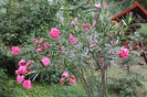 florile mele 054