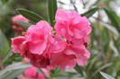 florile mele 057