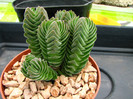 Crassula Buddha's Temple