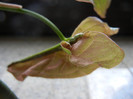 Pink Syngonium (2012, Aug.13)