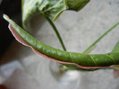 Pink Syngonium (2012, Aug.13)