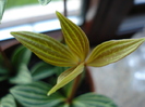 Parallel Peperomia (2009, June 01)