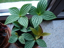 Parallel Peperomia (2009, June 02)