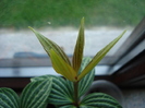 Parallel Peperomia (2009, June 18)