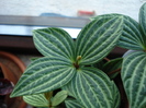 Parallel Peperomia (2009, June 18)