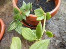 Peperomia puteolata (2012, Aug.13)