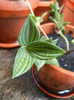 Peperomia puteolata (2012, Aug.13)