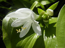 Hosta_Plantain Lily (2012, August 13)