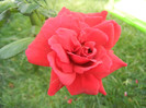 Rose Blaze Superior (2012, August 13)